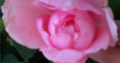 Tucson seo solution first rose